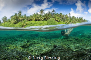 seagrass meadow by Joerg Blessing 